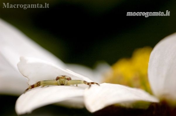 Flower crab spider - Misumena vatia | Fotografijos autorius : Alma Totorytė | © Macrogamta.lt | Šis tinklapis priklauso bendruomenei kuri domisi makro fotografija ir fotografuoja gyvąjį makro pasaulį.