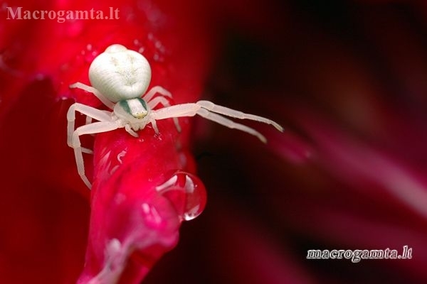 Kaitusis žiedvoris - Misumena vatia | Fotografijos autorius : Alma Totorytė | © Macrogamta.lt | Šis tinklapis priklauso bendruomenei kuri domisi makro fotografija ir fotografuoja gyvąjį makro pasaulį.