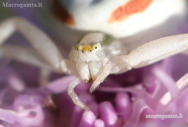 Kaitusis žiedvoris - Misumena vatia | Fotografijos autorius : Lukas Jonaitis | © Macrogamta.lt | Šis tinklapis priklauso bendruomenei kuri domisi makro fotografija ir fotografuoja gyvąjį makro pasaulį.