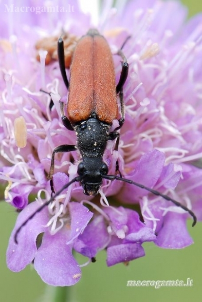Flower longhorn beetle - Anastrangalia dubia reyi  | Fotografijos autorius : Arūnas Eismantas | © Macronature.eu | Macro photography web site