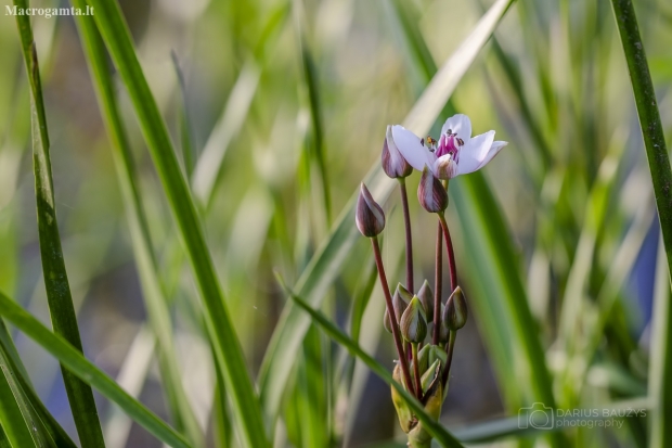 Flowering rush | Butomus umbellatus | Fotografijos autorius : Darius Baužys | © Macronature.eu | Macro photography web site