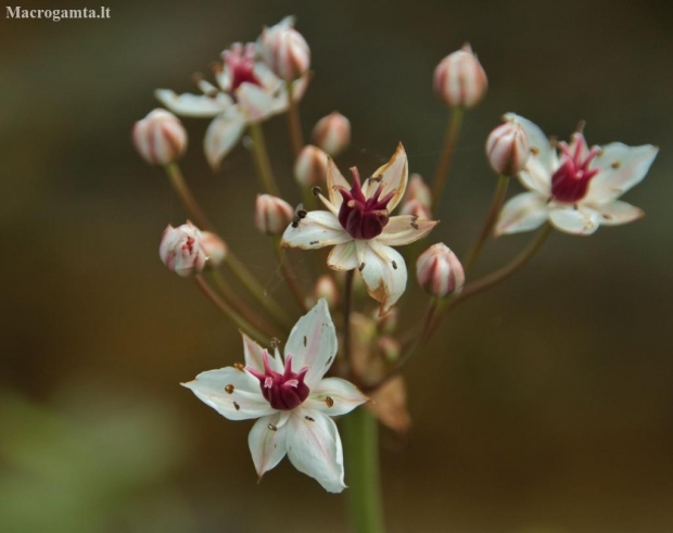 Flowering rush - Butomus umbellatus | Fotografijos autorius : Kęstutis Obelevičius | © Macronature.eu | Macro photography web site