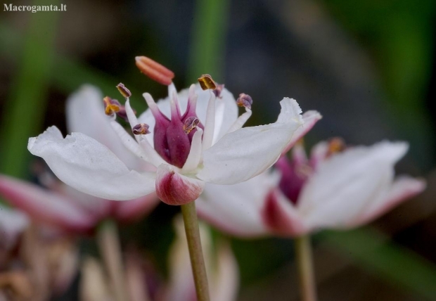 Flowering rush - Butomus umbellatus | Fotografijos autorius : Romas Ferenca | © Macronature.eu | Macro photography web site