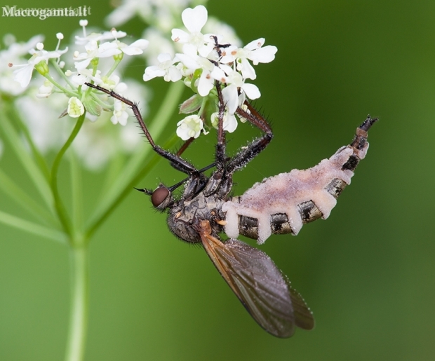 Fly Death Fungus - Entomophthora muscae | Fotografijos autorius : Žilvinas Pūtys | © Macronature.eu | Macro photography web site