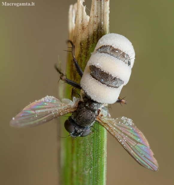 Paprastasis vabzdžiažudis - Entomophthora muscae | Fotografijos autorius : Žilvinas Pūtys | © Macronature.eu | Macro photography web site