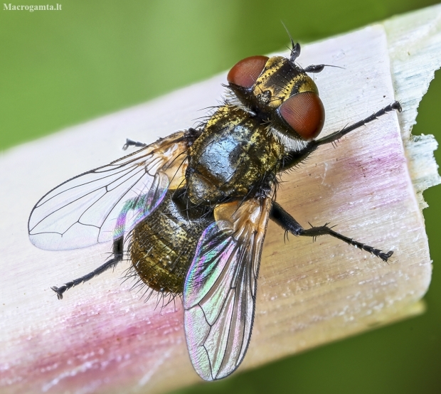 Tachinid fly - Clytiomya continua | Fotografijos autorius : Kazimieras Martinaitis | © Macronature.eu | Macro photography web site