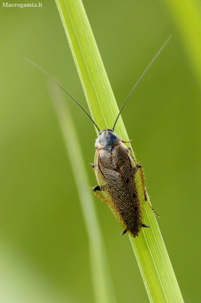 Forest cockroach - Ectobius sylvestris | Fotografijos autorius : Vidas Brazauskas | © Macronature.eu | Macro photography web site