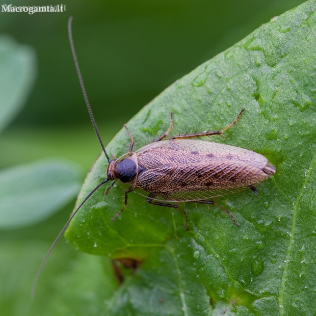 Forest cockroach - Ectobius sylvestris | Fotografijos autorius : Žilvinas Pūtys | © Macronature.eu | Macro photography web site
