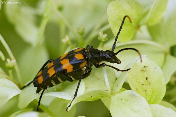 Four-banded longhorn beetle - Leptura quadrifasciata | Fotografijos autorius : Vidas Brazauskas | © Macronature.eu | Macro photography web site