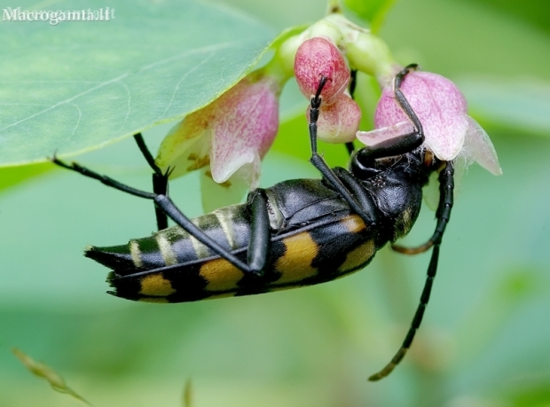 Four-banded longhorn beetle - Leptura quadrifasciata | Fotografijos autorius : Romas Ferenca | © Macronature.eu | Macro photography web site