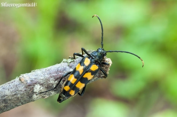 Four-banded longhorn beetle - Leptura quadrifasciata | Fotografijos autorius : Darius Baužys | © Macronature.eu | Macro photography web site
