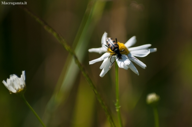 Four-banded longhorn beetle | Fotografijos autorius : Saulius Drazdauskas | © Macronature.eu | Macro photography web site