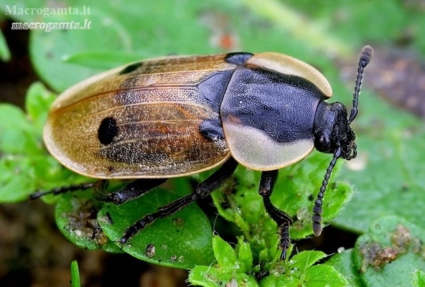 Four-spotted Carrion Beetle - Dendroxena quadrimaculata | Fotografijos autorius : Romas Ferenca | © Macronature.eu | Macro photography web site