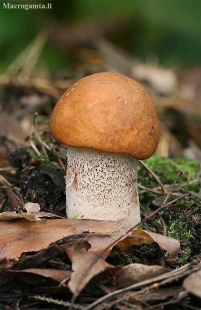 Foxy bolete - Leccinum vulpinum | Fotografijos autorius : Gintautas Steiblys | © Macronature.eu | Macro photography web site