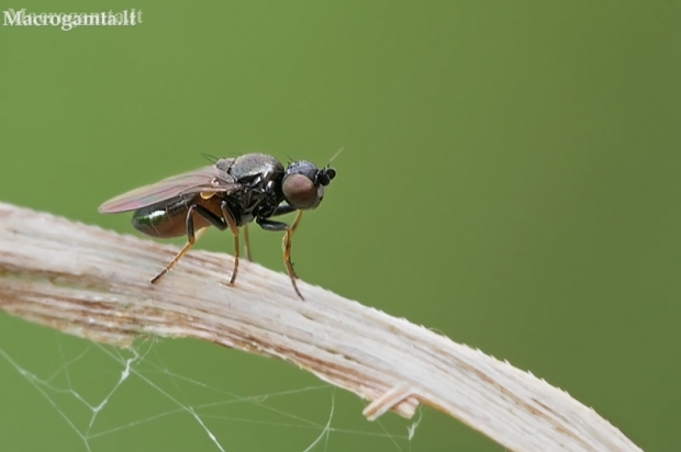 Frit fly - Oscinella sp.  | Fotografijos autorius : Gintautas Steiblys | © Macronature.eu | Macro photography web site