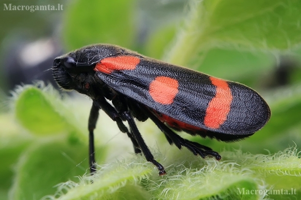 Froghopper - Cercopis arcuata | Fotografijos autorius : Gintautas Steiblys | © Macronature.eu | Macro photography web site