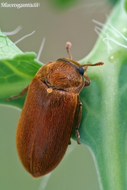 Fruitworm Beetle - Byturus ochraceus  | Fotografijos autorius : Gintautas Steiblys | © Macronature.eu | Macro photography web site