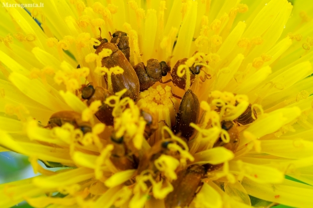 Fruitworm Beetles | Byturus ochraceus | Fotografijos autorius : Darius Baužys | © Macronature.eu | Macro photography web site