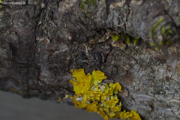 Fungus Weevil - Dissoleucas niveirostris | Fotografijos autorius : Giedrius Markevičius | © Macronature.eu | Macro photography web site