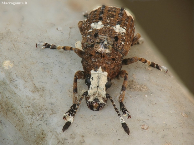 Paprastasis netikrastraublis - Platystomos albinus | Fotografijos autorius : Vidas Brazauskas | © Macronature.eu | Macro photography web site