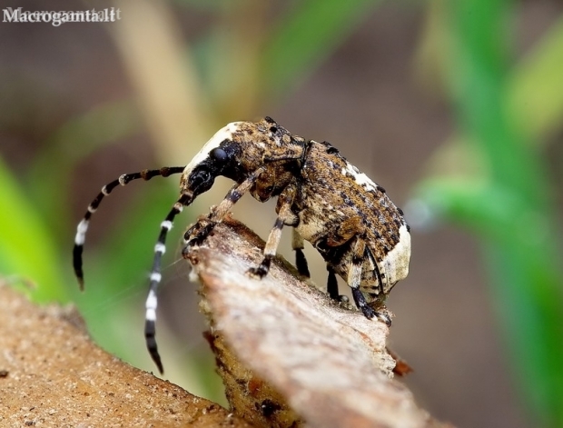 Fungus weevil - Platystomos albinus | Fotografijos autorius : Romas Ferenca | © Macronature.eu | Macro photography web site