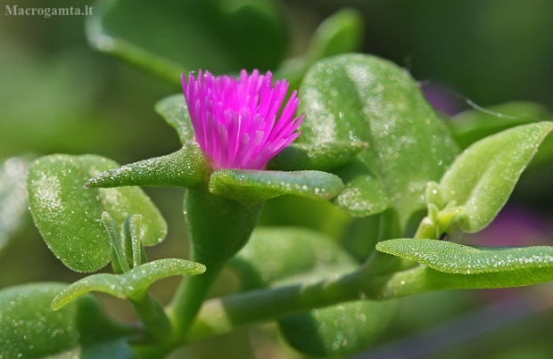 Širdžialapė traškenė - Mesembryanthemum cordifolium | Fotografijos autorius : Gintautas Steiblys | © Macrogamta.lt | Šis tinklapis priklauso bendruomenei kuri domisi makro fotografija ir fotografuoja gyvąjį makro pasaulį.