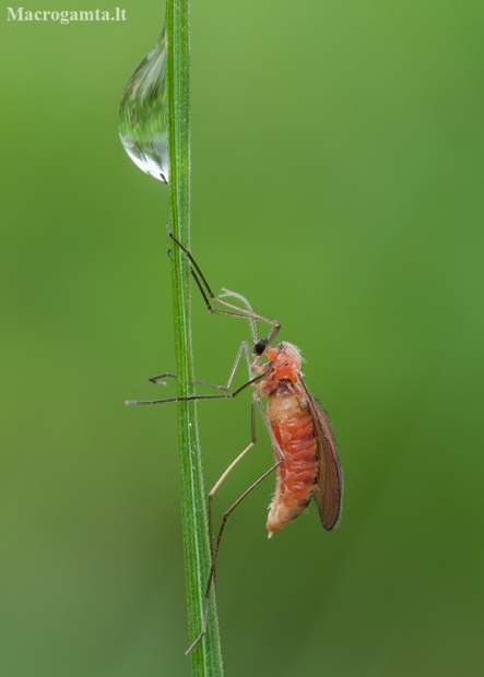 Gumbauodis - Cecidomyiidae ♀ | Fotografijos autorius : Žilvinas Pūtys | © Macronature.eu | Macro photography web site