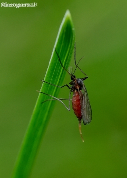 Gall midge - Cecidomyiidae | Fotografijos autorius : Romas Ferenca | © Macronature.eu | Macro photography web site