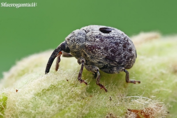 Garden Figwort Weevil - Cionus cf. hortulanus | Fotografijos autorius : Gintautas Steiblys | © Macronature.eu | Macro photography web site