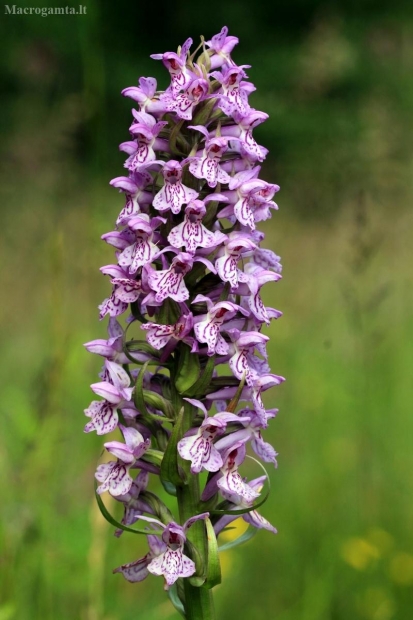 Baltijinė gegūnė - Dactylorhiza majalis subsp. baltica | Fotografijos autorius : Ramunė Vakarė | © Macrogamta.lt | Šis tinklapis priklauso bendruomenei kuri domisi makro fotografija ir fotografuoja gyvąjį makro pasaulį.