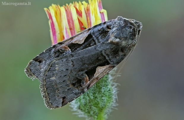 Gelsvadėmis dirvinukas - Xestia c-nigrum | Fotografijos autorius : Gintautas Steiblys | © Macrogamta.lt | Šis tinklapis priklauso bendruomenei kuri domisi makro fotografija ir fotografuoja gyvąjį makro pasaulį.