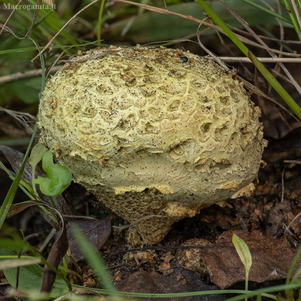 Gelsvoji ankštenė - Scleroderma citrinum | Fotografijos autorius : Žilvinas Pūtys | © Macrogamta.lt | Šis tinklapis priklauso bendruomenei kuri domisi makro fotografija ir fotografuoja gyvąjį makro pasaulį.