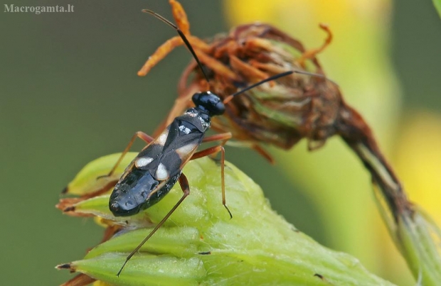 Geltonženklė žolblakė - Globiceps flavomaculatus ♀ | Fotografijos autorius : Gintautas Steiblys | © Macrogamta.lt | Šis tinklapis priklauso bendruomenei kuri domisi makro fotografija ir fotografuoja gyvąjį makro pasaulį.