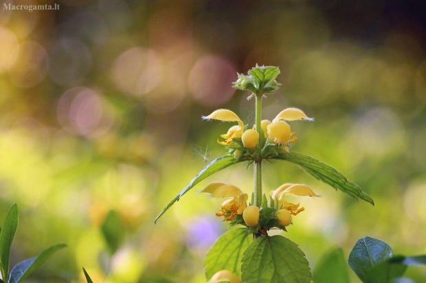 Geltonžiedis šalmutis - Lamium galeobdolon | Fotografijos autorius : Vidas Brazauskas | © Macrogamta.lt | Šis tinklapis priklauso bendruomenei kuri domisi makro fotografija ir fotografuoja gyvąjį makro pasaulį.