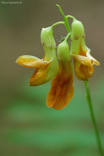 Geltonžiedis pelėžirnis - Lathyrus laevigatus | Fotografijos autorius : Nomeda Vėlavičienė | © Macrogamta.lt | Šis tinklapis priklauso bendruomenei kuri domisi makro fotografija ir fotografuoja gyvąjį makro pasaulį.