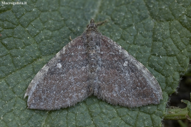 Gem Moth - Orthonama obstipata ♀ | Fotografijos autorius : Žilvinas Pūtys | © Macronature.eu | Macro photography web site