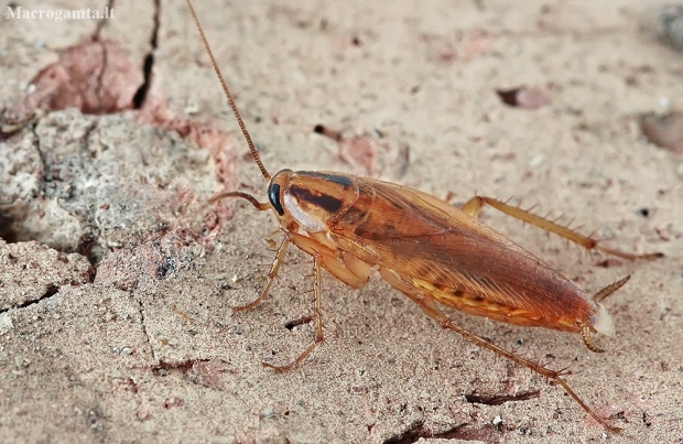 German cockroach - Blattella germanica | Fotografijos autorius : Gintautas Steiblys | © Macronature.eu | Macro photography web site