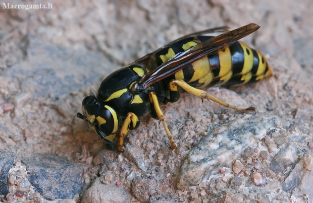 German wasp - Vespula germanica | Fotografijos autorius : Gintautas Steiblys | © Macronature.eu | Macro photography web site