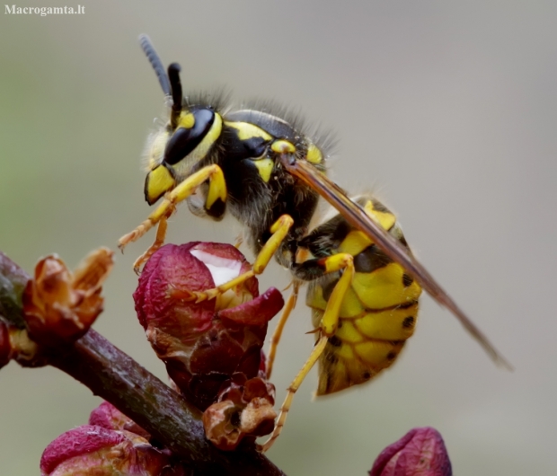 German wasp - Vespula germanica | Fotografijos autorius : Romas Ferenca | © Macronature.eu | Macro photography web site