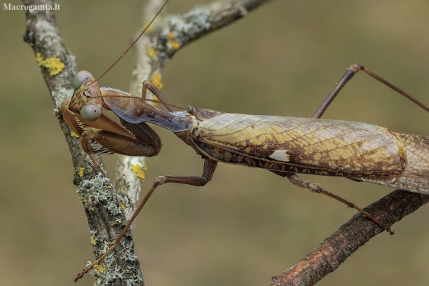 Giant African Mantis - Sphodromantis viridis | Fotografijos autorius : Gintautas Steiblys | © Macrogamta.lt | Šis tinklapis priklauso bendruomenei kuri domisi makro fotografija ir fotografuoja gyvąjį makro pasaulį.