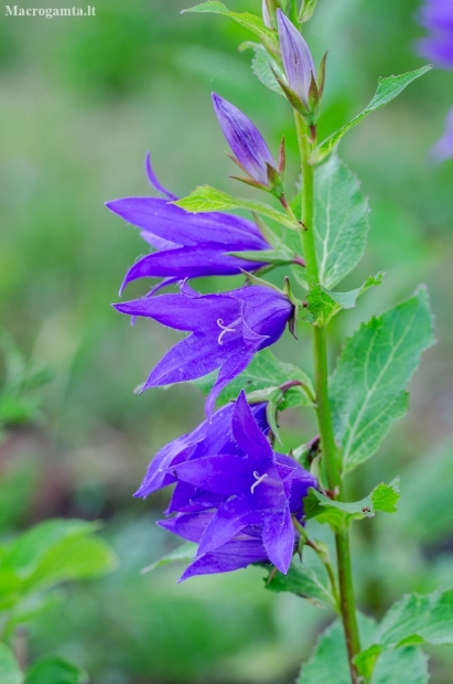 Giant bellflower | Campanula latifolia | Fotografijos autorius : Darius Baužys | © Macronature.eu | Macro photography web site
