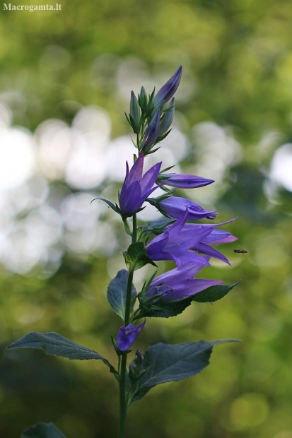 Giant bellflower - Campanula latifolia | Fotografijos autorius : Agnė Našlėnienė | © Macronature.eu | Macro photography web site