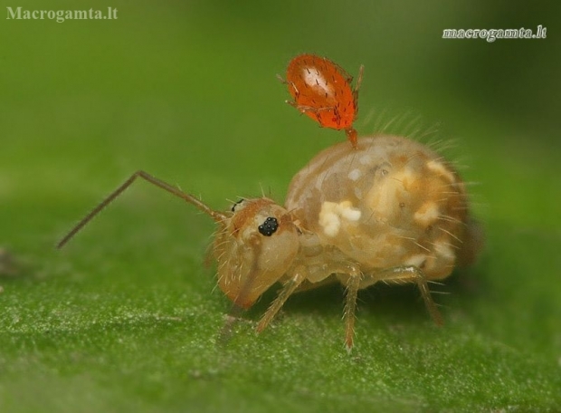 Rutuliškoji podūra - Sminthuridae | Fotografijos autorius : Lukas Jonaitis | © Macronature.eu | Macro photography web site