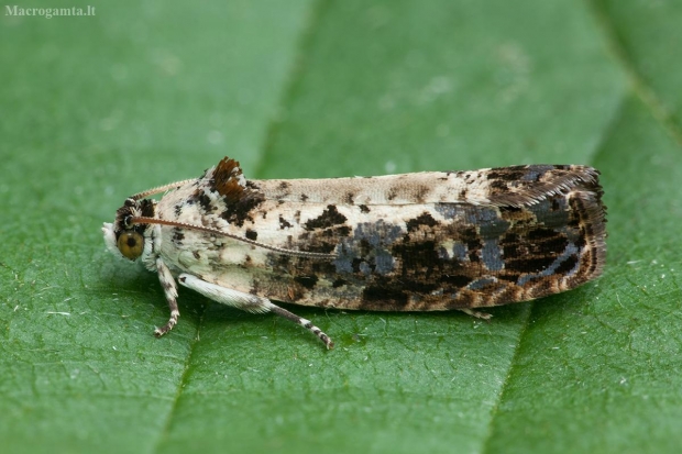 Gluosninė hedija - Hedya salicella | Fotografijos autorius : Žilvinas Pūtys | © Macrogamta.lt | Šis tinklapis priklauso bendruomenei kuri domisi makro fotografija ir fotografuoja gyvąjį makro pasaulį.