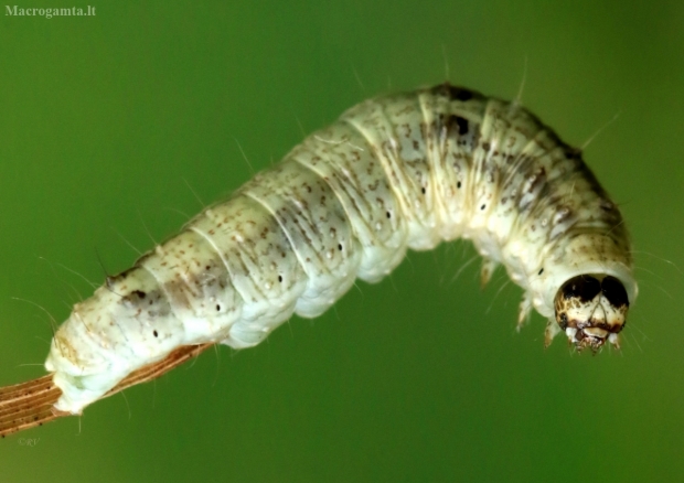 Gluosninis žalsviukas, vikšras - Earias clorana | Fotografijos autorius : Ramunė Vakarė | © Macrogamta.lt | Šis tinklapis priklauso bendruomenei kuri domisi makro fotografija ir fotografuoja gyvąjį makro pasaulį.