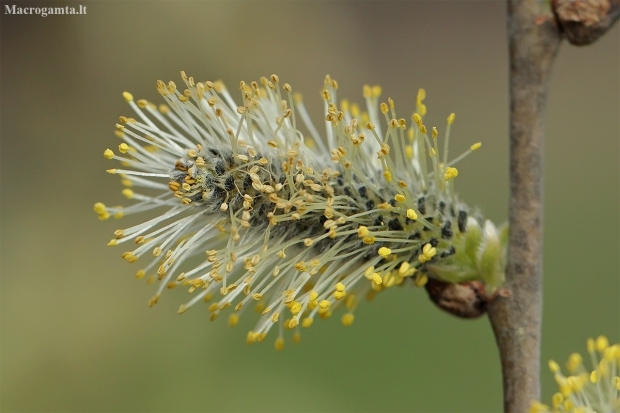 Goat willow - Salix caprea | Fotografijos autorius : Gintautas Steiblys | © Macronature.eu | Macro photography web site