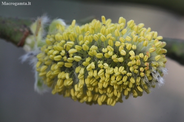 Goat willow - Salix caprea | Fotografijos autorius : Vytautas Gluoksnis | © Macronature.eu | Macro photography web site