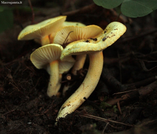 Gold flecked woodwax - Hygrophorus chrysodon | Fotografijos autorius : Vytautas Gluoksnis | © Macronature.eu | Macro photography web site