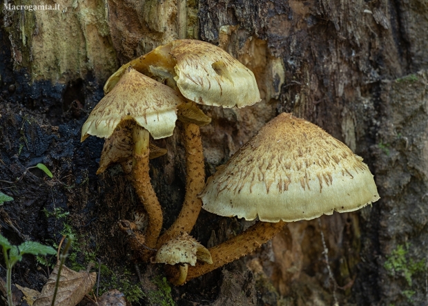 Golden scalycap - Pholiota aurivella ? | Fotografijos autorius : Žilvinas Pūtys | © Macronature.eu | Macro photography web site