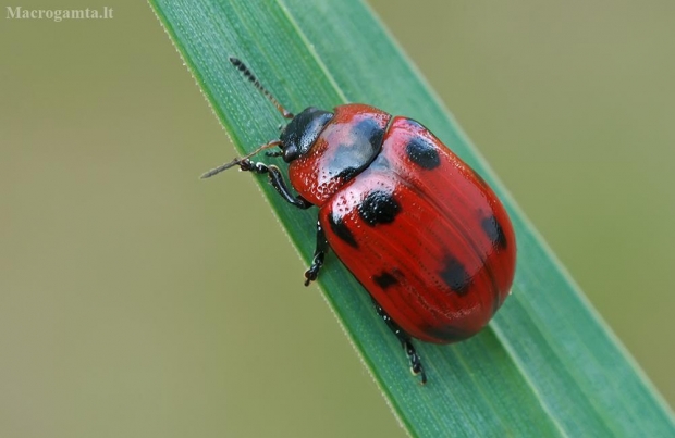 Žilvitinis dygblauzdis - Gonioctena viminalis | Fotografijos autorius : Gintautas Steiblys | © Macrogamta.lt | Šis tinklapis priklauso bendruomenei kuri domisi makro fotografija ir fotografuoja gyvąjį makro pasaulį.